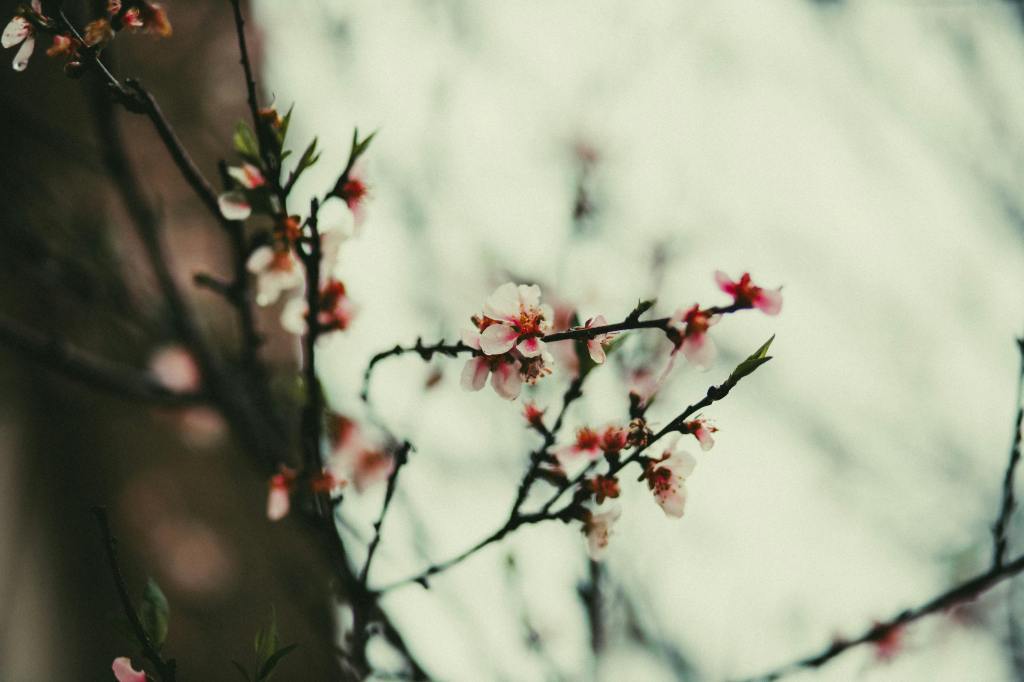 Qu&rsquo;est-ce que l&rsquo;Ikigai&nbsp;?